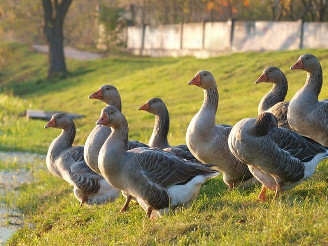 羽毛に使われている水鳥の種類によって臭いの強さや感じ方が異なる