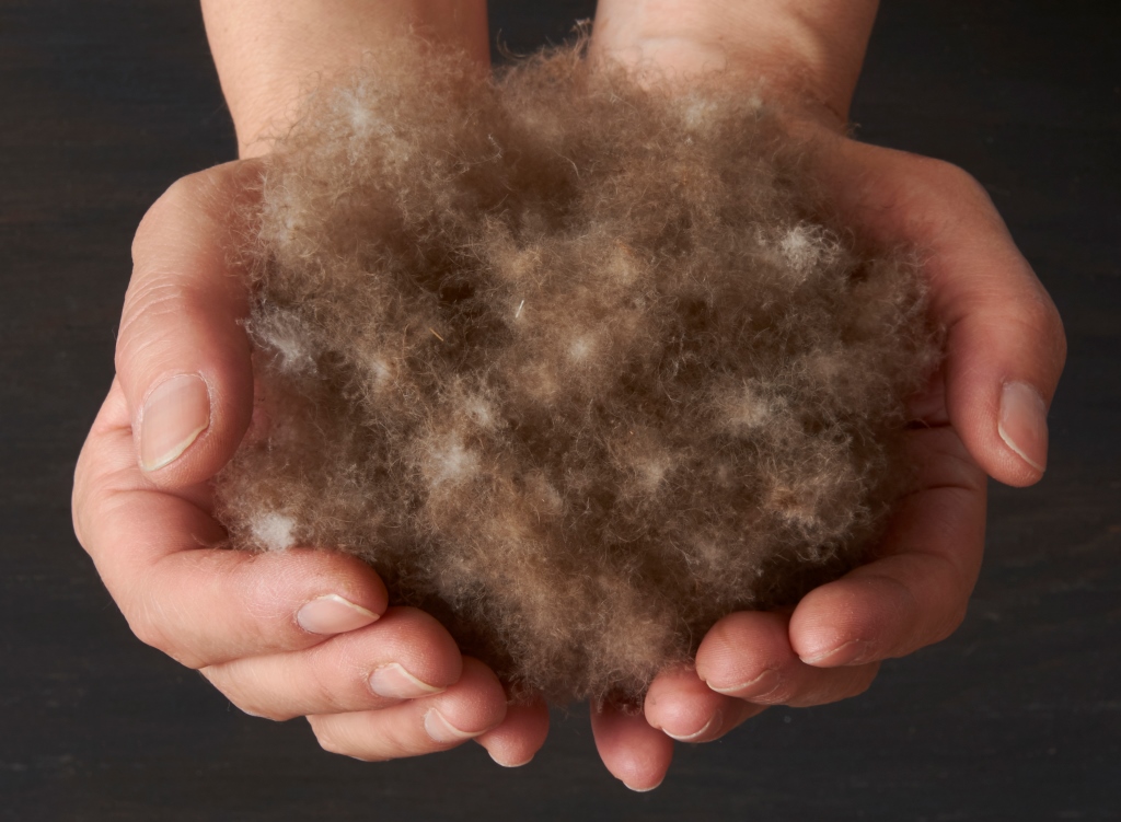 「アイダーダウン」とは？