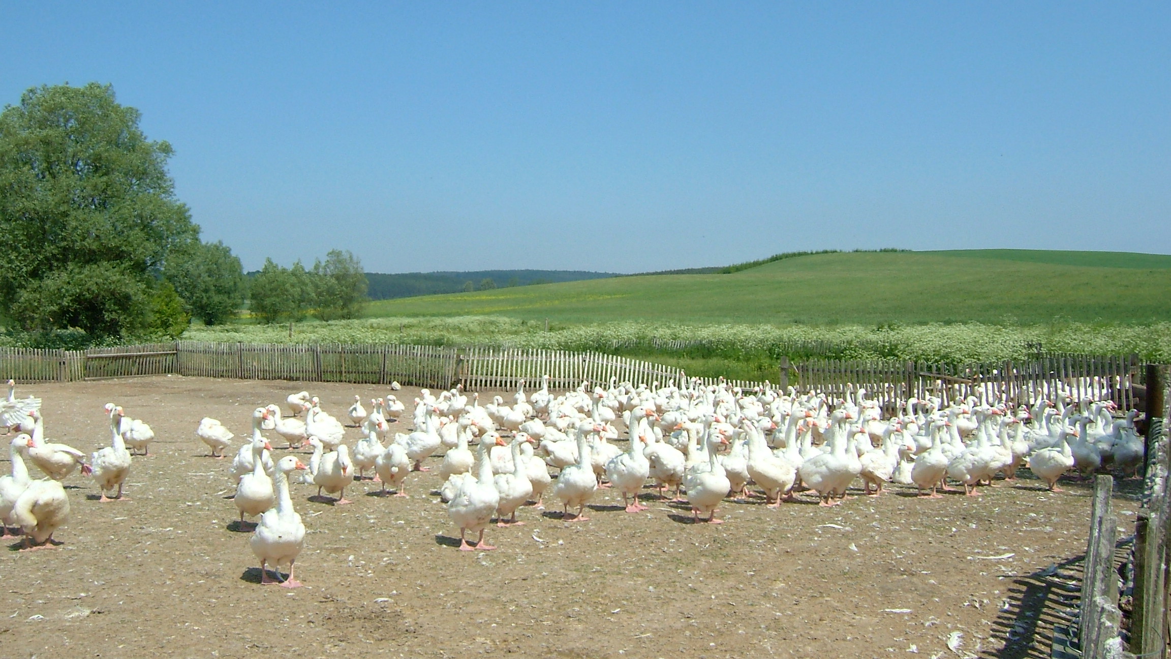羽毛ふとんに使われている羽毛の産地はどこ？