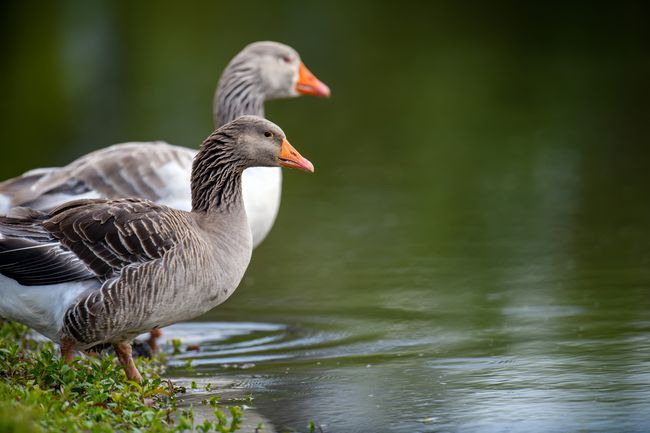 羽毛ふとんの産地は気にするべき？