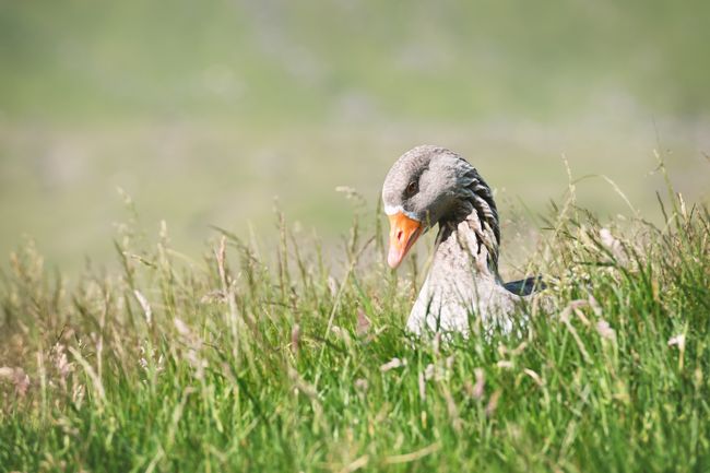 ポーランド産とハンガリー産はどちらの方が良いの？