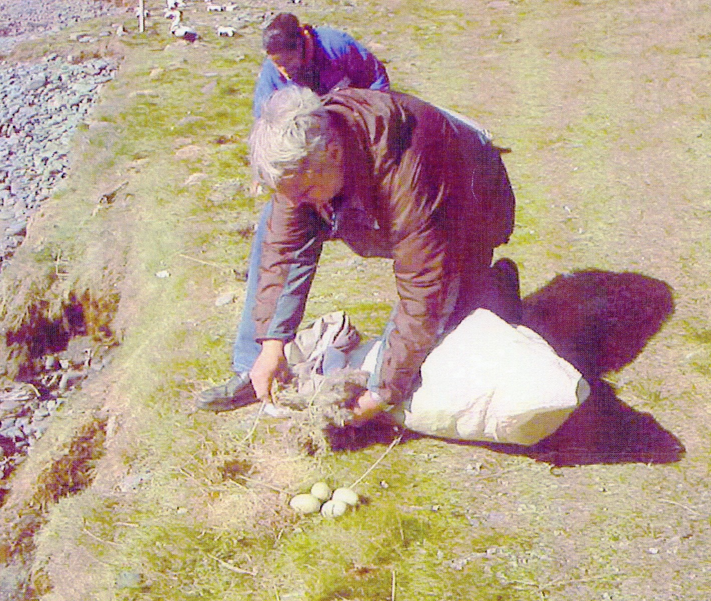 アイダーダックの巣